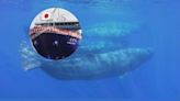 ¿Tradición o insensibilidad? Japón tiene una nueva nave nodriza para la caza de ballenas