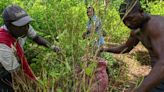 Por qué hay sobreoferta de coca en América Latina (y las repercusiones de esto en la región) | Teletica