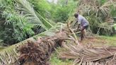 Wild elephants damaging coconut farms along Western Ghats near Rajapalayam