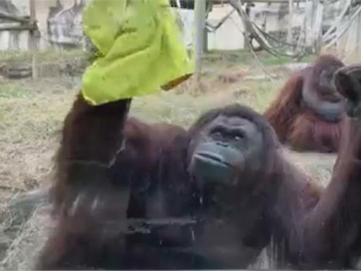 曾圈粉球后戴資穎 壽山動物園紅毛猩猩"咪咪"離世