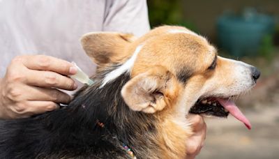 Toxic ‘forever chemicals’ found in pesticides used on food, in homes and on pets, study finds