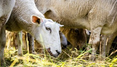 Griechenland verbietet nach Seuchenausbruch Transport von Schafen und Ziegen