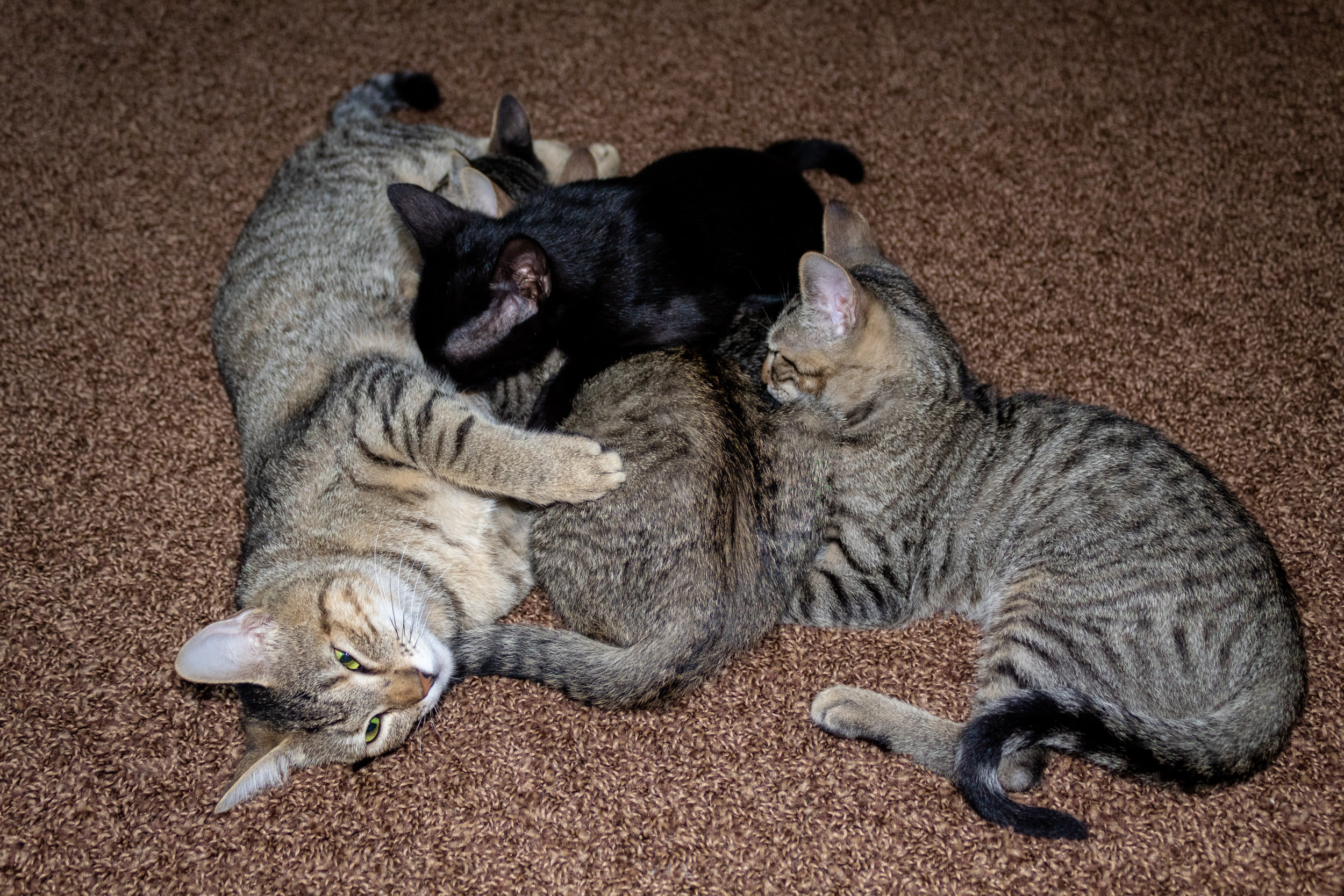 Cat "admiring" newborn kittens melts hearts