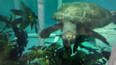 National Aquarium Animal Care & Rescue Center – new arrivals