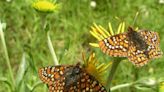 Checkerspot butterfly recovery could mean setting aside lands in Lincoln National Forest