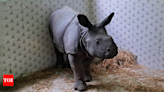 Separated from mother, 2-year-old rhino calf rescued from flood in Assam's Kaziranga national park | Guwahati News - Times of India