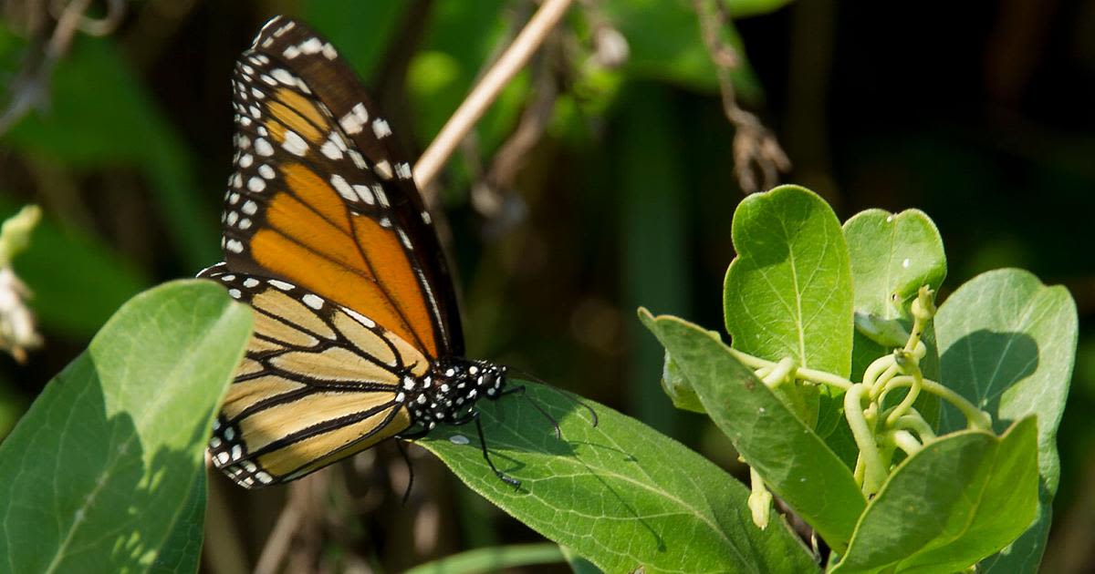 Master Gardener: Planting milkweed helps support vulnerable migrating monarch butterflies