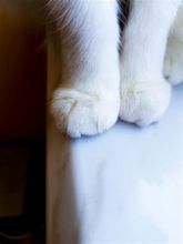 White Paws on the Windowsill Stock Image - Image of white, fluffy ...