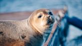 Increase in the Number of Seals Getting Stranded on Maine's Coast Linked to Bird Flu Outbreak