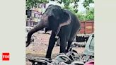 Wild jumbo kills Bengal forest official | India News - Times of India