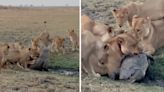 Watch: Pride of Lionesses Wrestle and Kill a Nile Crocodile