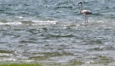 ‘Everyone tickled pink’: Another flamingo spotted in water at Cape Cod beach