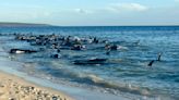 Officials say up to 160 pilot whales beached on western Australian coast and at least 26 have died