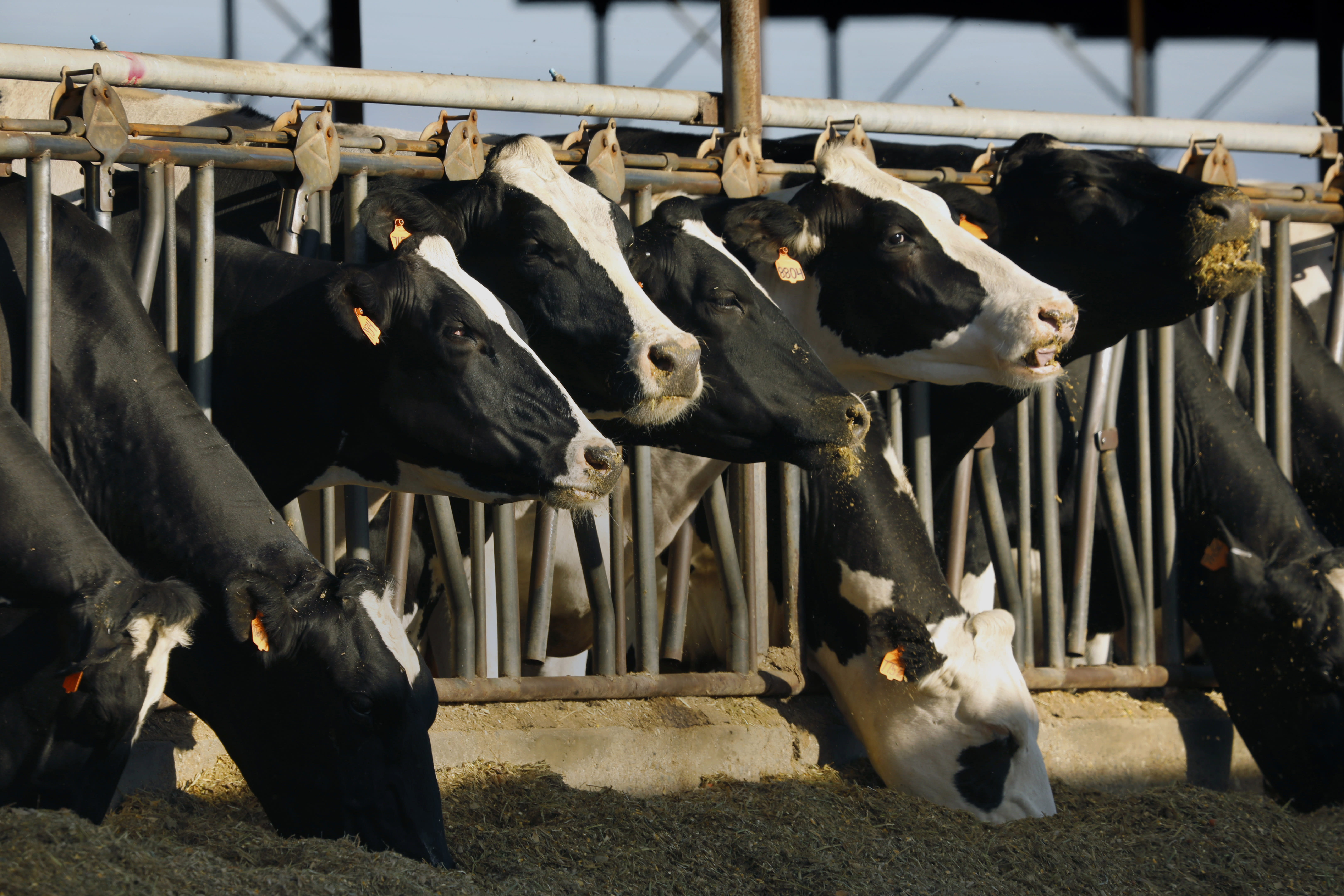 Is bird flu in cattle here to stay?