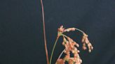 Get an edge on identifying grasses, sedges and rushes | Mystery Plant