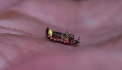 Spectators head out for glow-worm breeding season