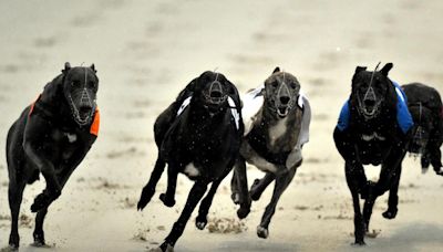 Bill to ban greyhound racing earns support with 'writing on the wall' for sport