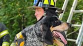 Down, boy: Firefighters rescue cat-chasing dog from tree