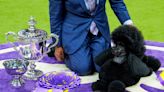 Photos: Miniature poodle wins Westminster Kennel Club dog show
