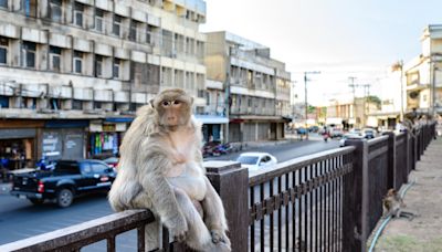 Drunk monkey goes on rampage fueled by jealously over owner's new husband
