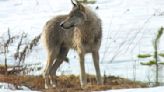 Video shows ‘chilling’ interaction between Grand Teton wolf, coyote