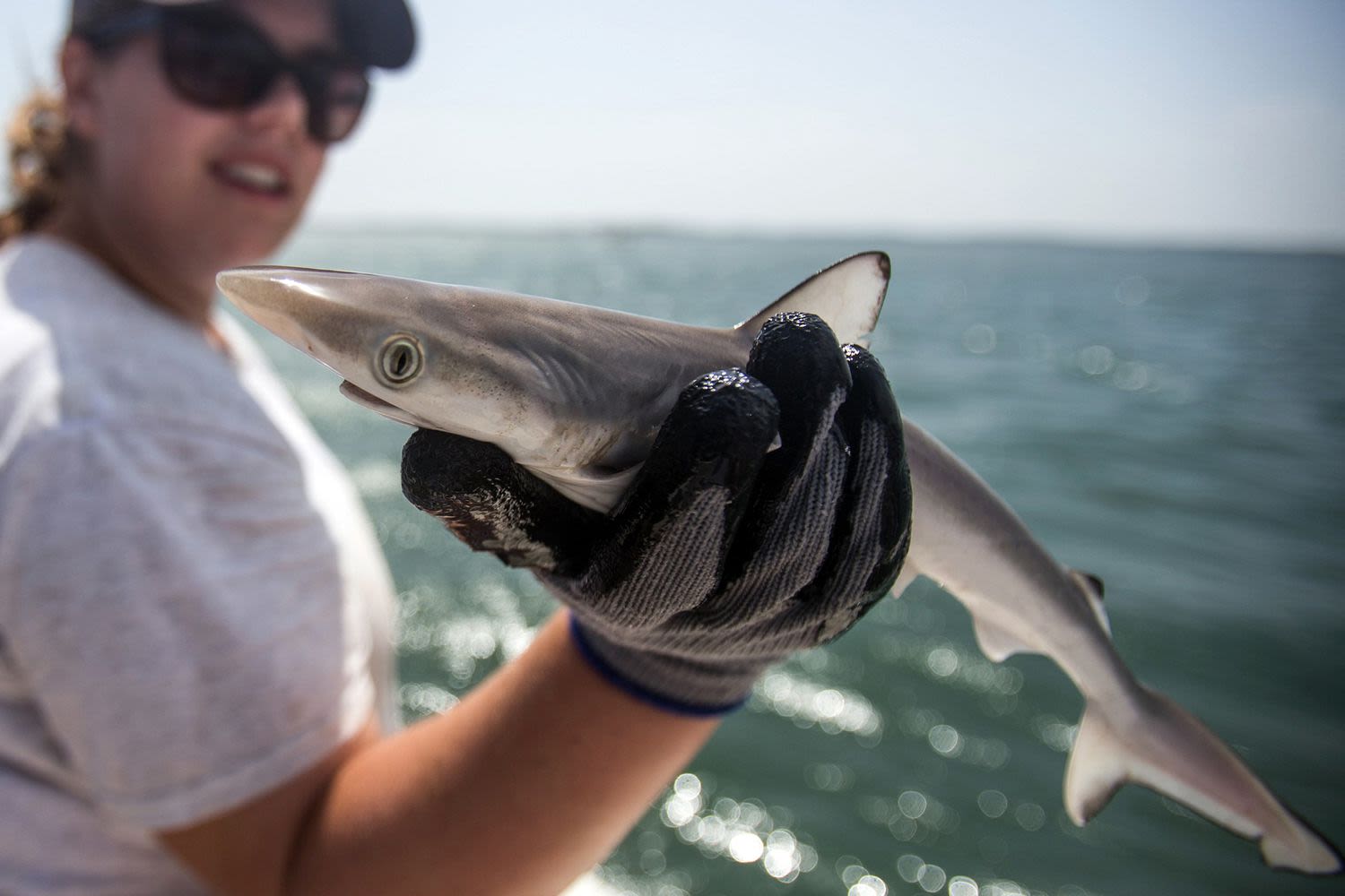 Sharks Swimming in Waters Near Brazil Test Positive for Cocaine, Study Finds