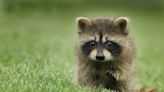 Raccoons are criminal masterminds, but which are more mischievous? Researchers now know