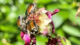 Japanese beetles vs. Wisconsin gardeners: As you wage war against the despised, invasive pests, here's what to know to get the upper hand