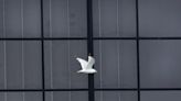 McCormick Place installing window film to reduce bird collisions