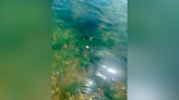 Paws off! Algae mats found in Potomac River around Williamsport