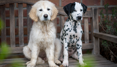 Golden and Dalmatian Have Real-Life ‘Lady and the Tramp’ Moment in Adorable Clip
