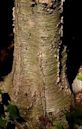 Trunk (botany)