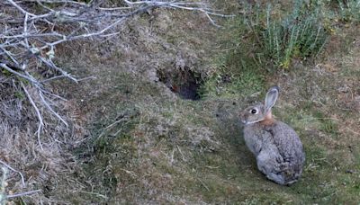 La polémica matanza de conejos silvestres en Chubut y su impacto en la biodiversidad