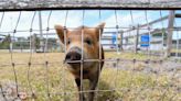 Humane Society of Vero Beach & Indian River County celebrates 70 years' service to animals