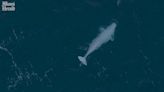 Beluga whale filmed swimming in sea off Scottish coast