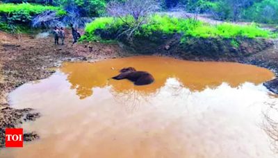 Male Elephant Found Dead in Coimbatore Reserve Forest | Coimbatore News - Times of India