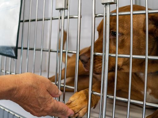 Tuscaloosa Metro Animal Shelter closes for two weeks after canine distemper outbreak