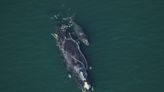 Time is running out for right whales. Biden administration must slow down boats | Opinion