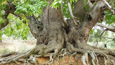 Día Mundial del Árbol: los más antiguos e increíbles de Málaga que debemos proteger