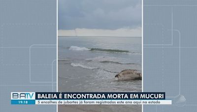 Baleia jubarte é encontrada morta em praia do extremo sul da Bahia