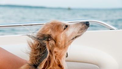 Dog abandoned in dumpster now "living her best life"