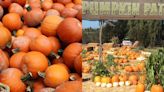 ¡Otoño llegó! Los huertos de calabazas que debes visitar en California