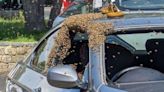 Worker stunned to find bees swarming car he’s fixing
