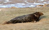 Grey seal