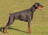 Dobermann