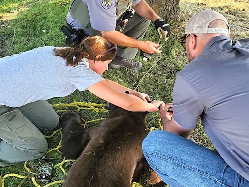 Young black bear in Coeur d'Alene darted, returned to the wild