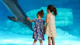 Clearwater Marine Aquarium opens multi-faceted dolphin exhibit