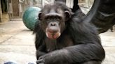 7 Chimpanzees Rescued from Shuttered California Refuge and Transported to Florida Sanctuary