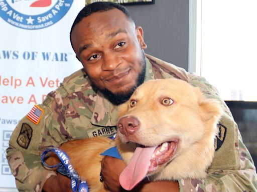 Soldiers Reunite with Stray Dogs They Fell in Love with During Deployment and Are Now Adopting as Pets