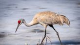 Researchers asked Wisconsinites if they wanted a sandhill crane hunting season. Here's what they found.